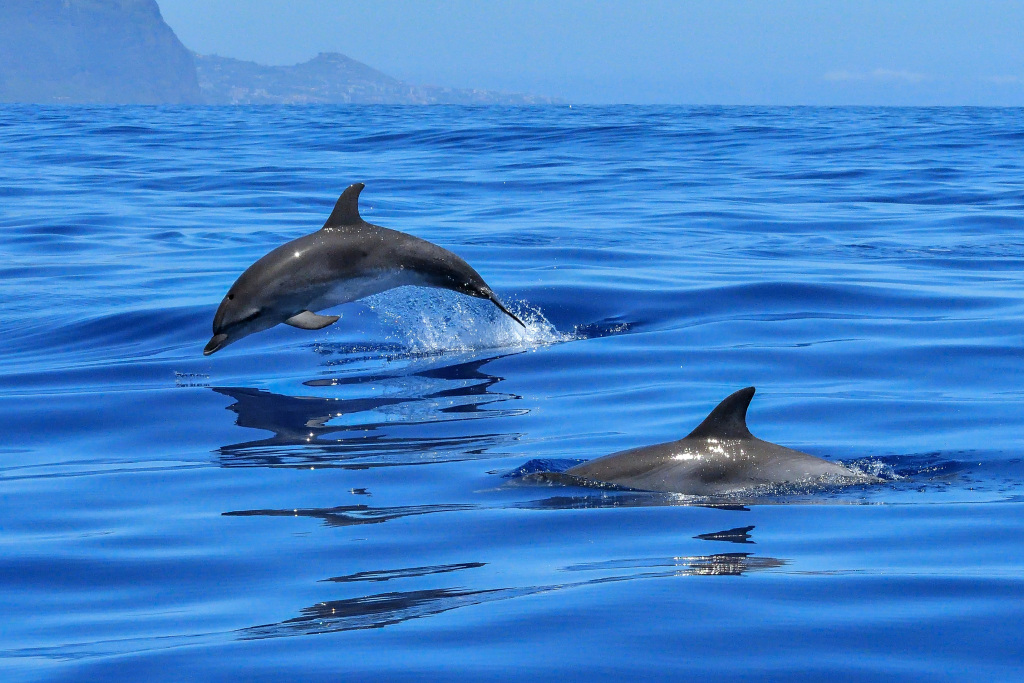 Whale & Dolphin Watching Tenerife