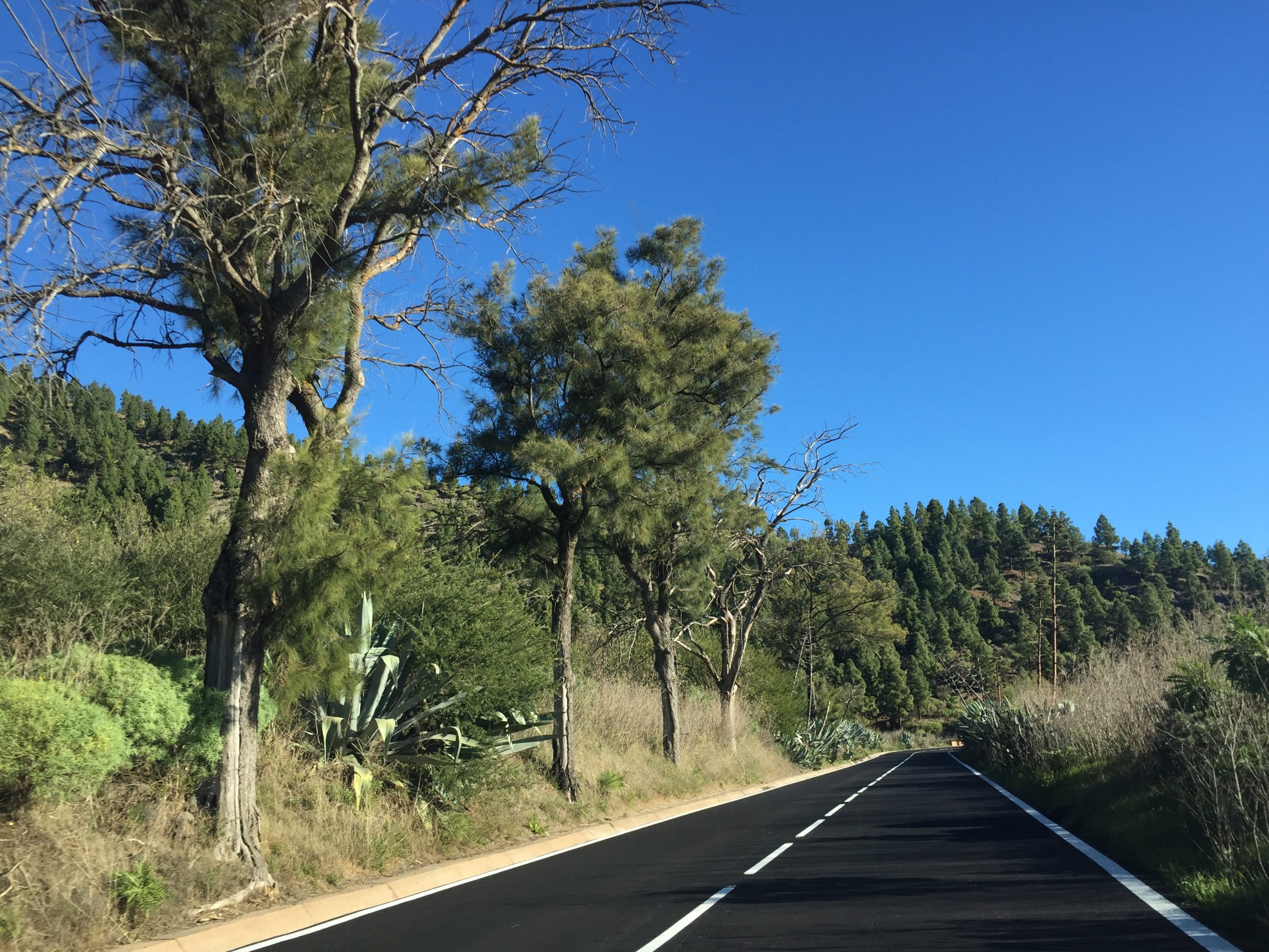 Car Rentals TFS Guide rent a car in tenerife is easy