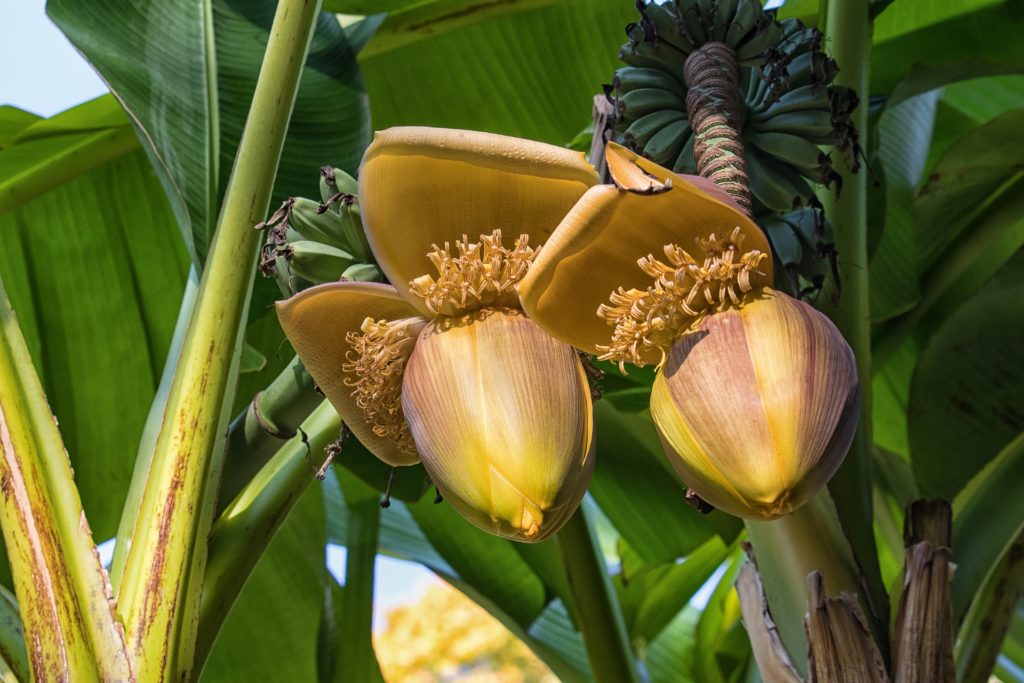 Banana Flower Tenerife