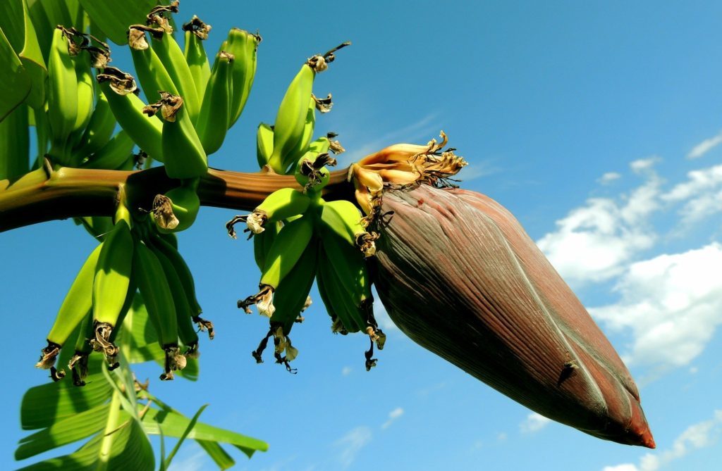 Banana Plantation Tenerife